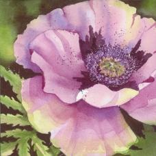 Purple Poppy 9, Elizabeth Cox